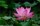 ∝陌上花歌″